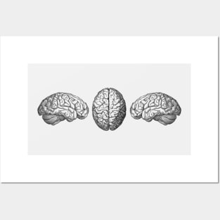 Human Brain - Triple View - Vintage Anatomy Posters and Art